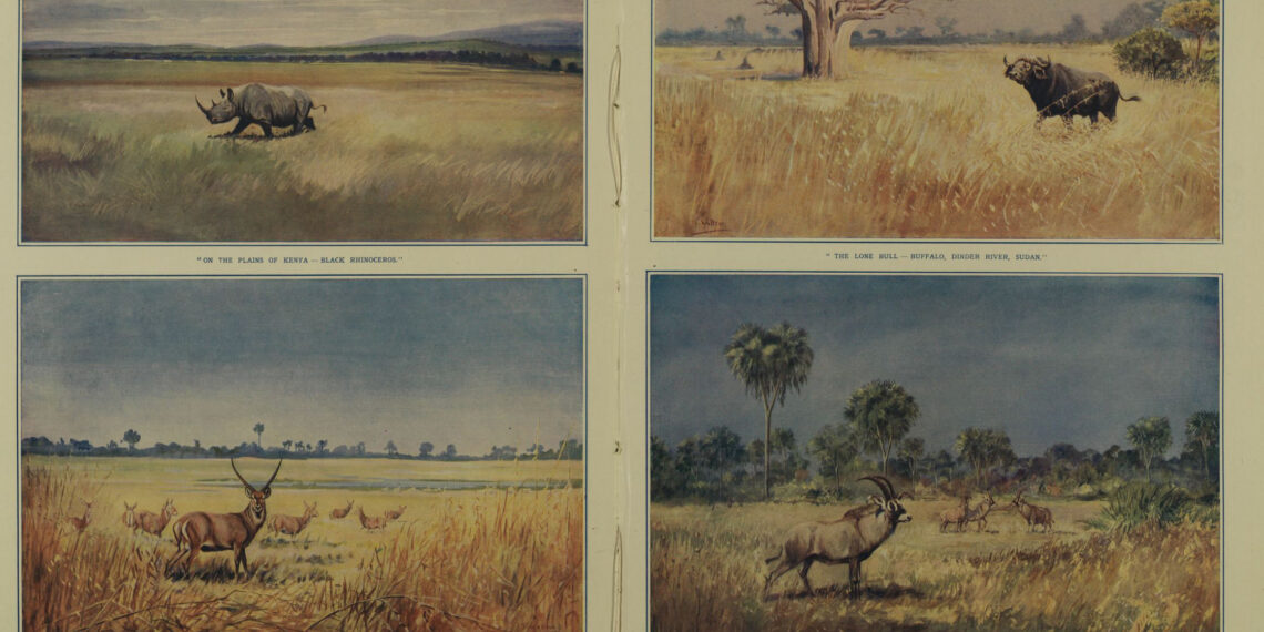 African Big Game in Their Natural