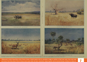 African Big Game in Their Natural